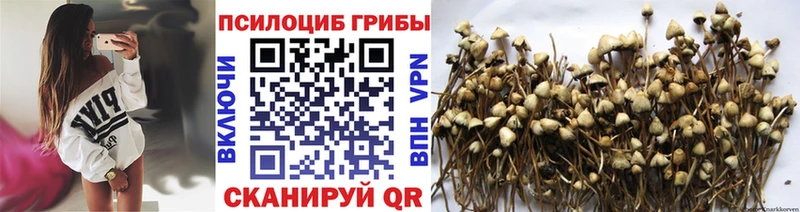 Купить  Тутаев  Галлюциногенные грибы Magic Shrooms 